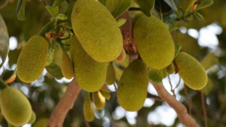 আজ কাঁঠাল দিবস